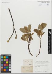 Foto von Salix glandulifera Flod. x Salix hastata L.